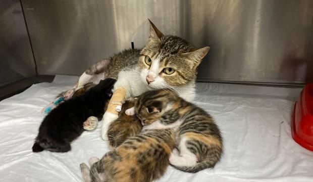 Anne kedinin ayağına tuğla düşünce yavrularıyla birlikte ameliyata alındı