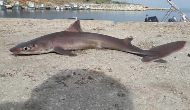 Edirne’de oltaya köpek balığı takıldı