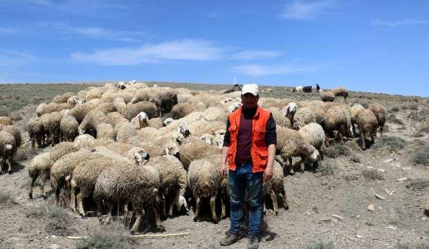 Sivas’a baharın gelişiyle koyunlar meraya çıkmaya başladı