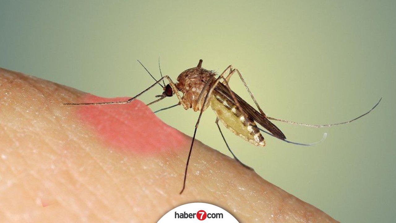 When a female mosquito sucks blood
