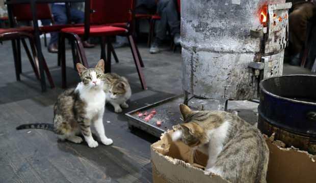 Gümüşhane’de sokak kedileri çay ocağını yuva belledi