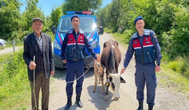 Sinop’ta kaybolan ineklerine 5 gün sonra kavuştular