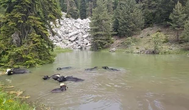 Kastamonu'da mandaların 32 derecede gölde serinleme keyfi