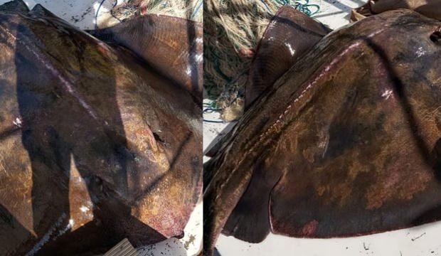 Mersin'de balıkçılar 200'er kiloluk 2 vatoz yakaladı! Şaşkınlıklarını gizleyemediler  