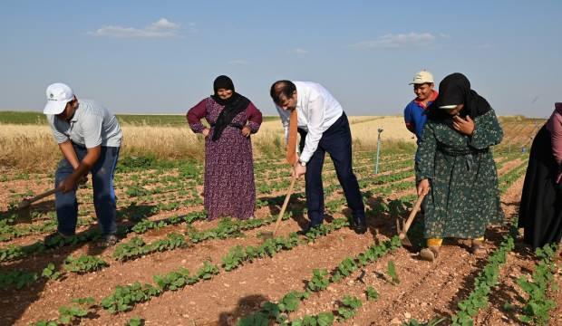 Vali Ayhan pamuk tarlasında tarım işçisi gibi çalıştı