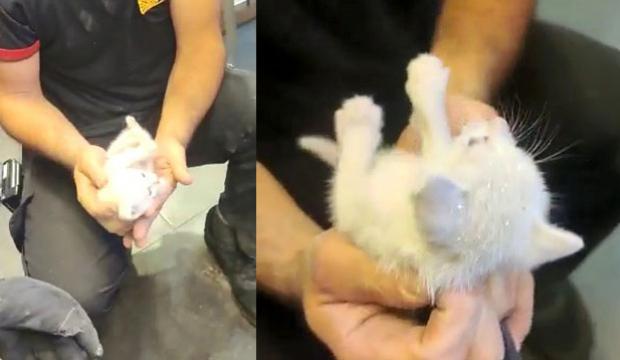 İzmit’te kedi kurtarma operasyonu! Kolon arasında mahsur kaldı