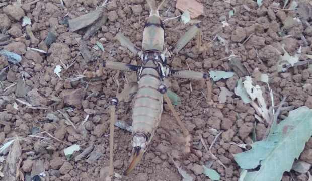 &Ccedil;ukurca'da dev &ccedil;ekirgeyi g&ouml;renler b&uuml;y&uuml;k şaşkınlık yaşadı 