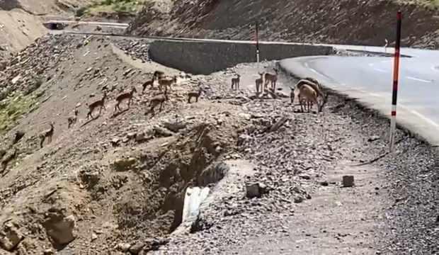 Hakkari&rsquo;de avlanma yasağıyla birlikte yabani hayvan pop&uuml;lasyonu arttı