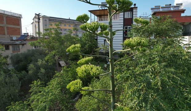 Ömründe bir kere çiçek açıyor! Agave bitkisi Denizli’de ortaya çıktı
