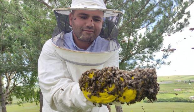 Ardahan’da oğul veren arılar çam ağacını sardı
