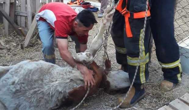 Denizli’de kurbanlık inek su kuyusuna düştü, imdadına itfaiye yetişti