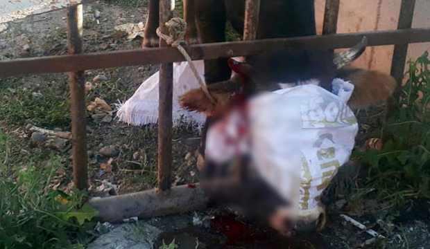 Sahibinin elinden ka&ccedil;an kurbanlık d&uuml;venin başı korkuluklara sıkıştı