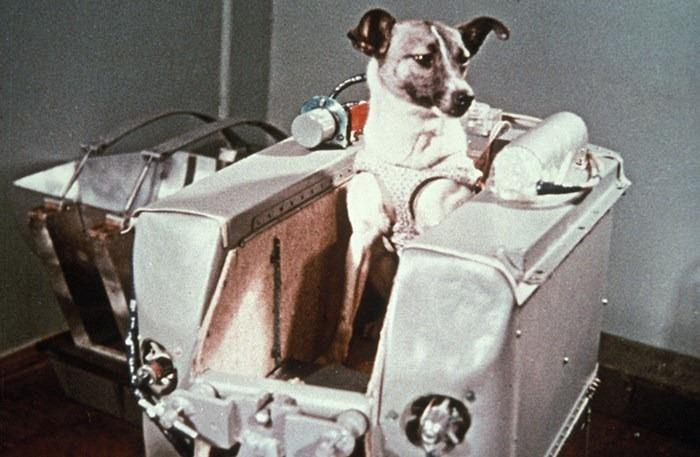 ABD ile Sovyetler Birliği arasındaki uzay yarışının kurbanı sokak Köpeği Laika