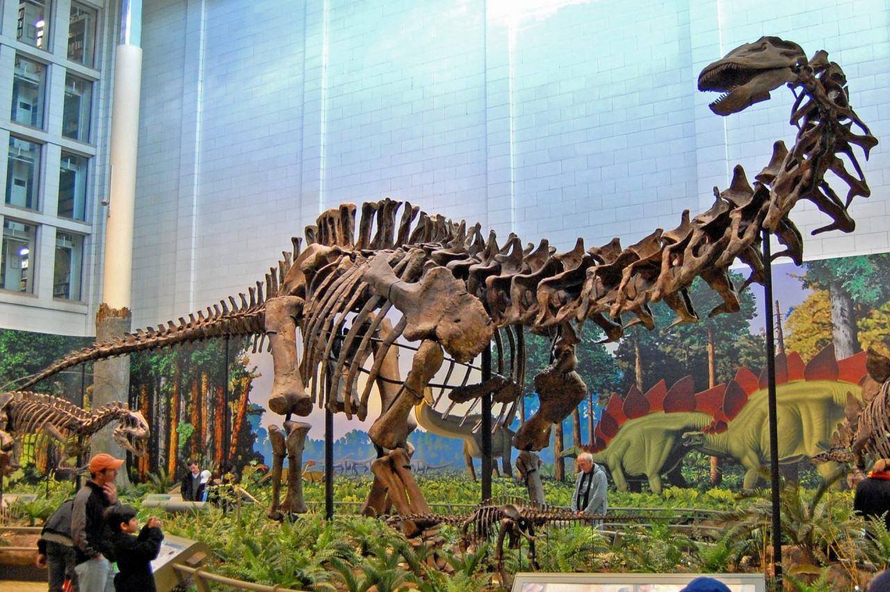 ABD'de Carnegie Museum'da sergilenen Sauropod iskeleti