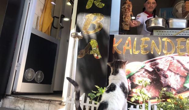 “Döner” isimli kedi müşterilerin ve esnafın can dostu oldu