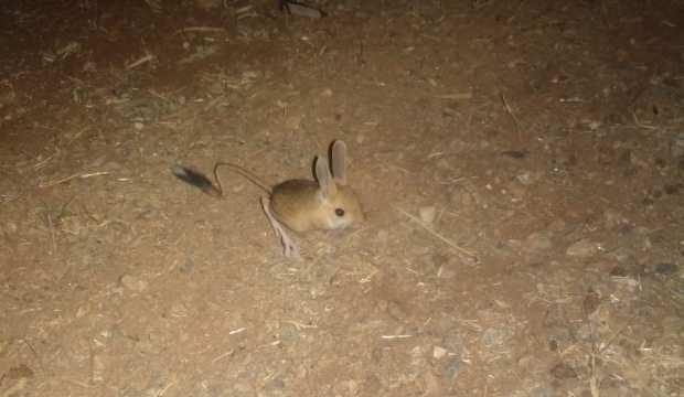 Dünyanın en ilginç hayvanları arasında! Kanguru faresi Afşin’de görüldü   