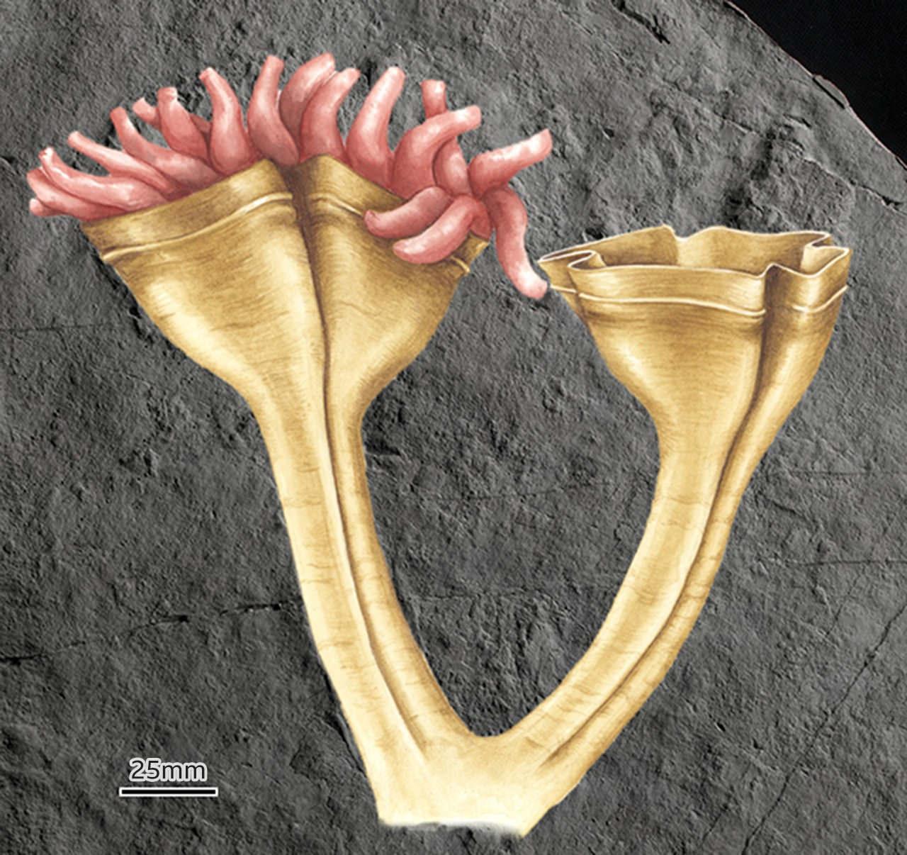 Keşfedilen fosilin 560 milyon yıl önce nasıl göründüğüyle ilgili tahmini çizim