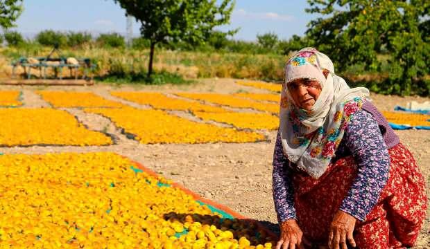 Malatya’da kayısı hasadı başladı! Bin 782 ton rekolte bekleniyor