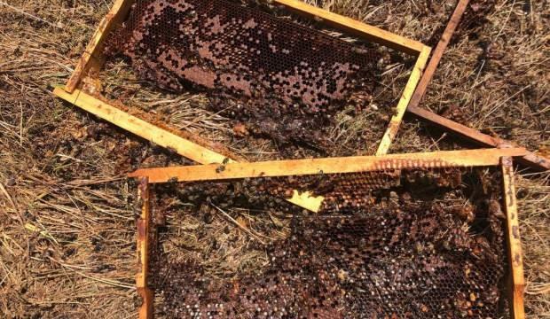 Kütahya’da ayılar 13 arı kovanını parçaladı   