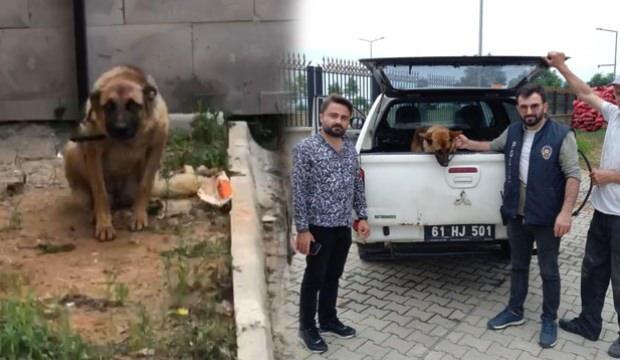Trabzon’da ilginç olay! Bekçiyi ısıran köpeğe 2 gün gözaltı