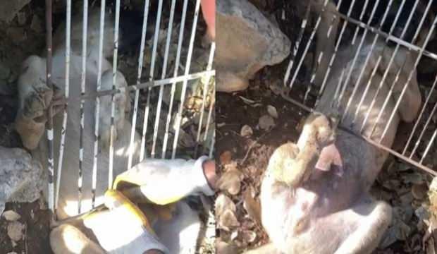 Bingöl’de demirlere sıkışan köpek kurtarıldı 