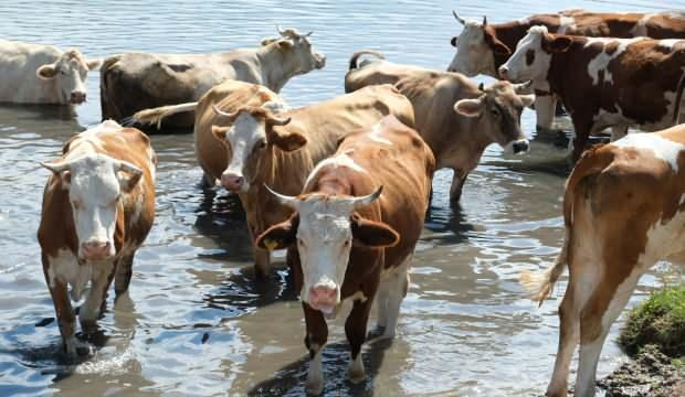 Erzincan’da besiciler büyükbaş hayvanlarını gölette serinletiyor