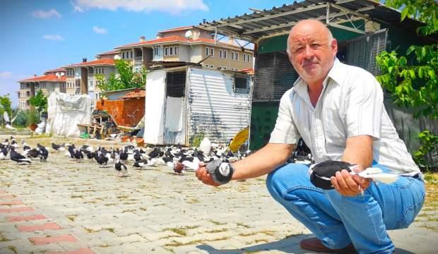 Hobi için başladı emekli olduktan sonra güvercin çiftliği kurdu