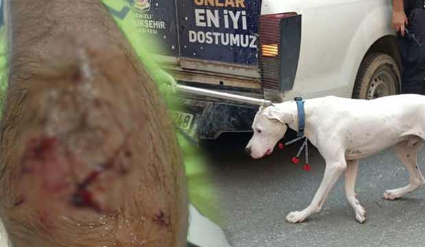 Alkollü sürücü yasaklı köpeğiyle dehşet saçtı: 1 polis yaralandı