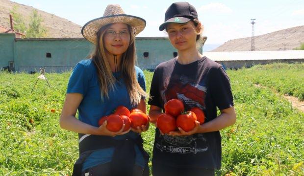 Ankaralı çiftçiden üniversiteli kimyager kızlarla 'ortaklık': Tarlasının verimi arttı