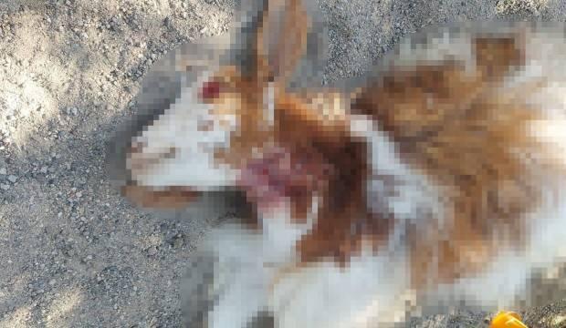 Daha &ouml;nce &ccedil;ocuklara saldırmışlardı! Sokak k&ouml;pekleri 3 ke&ccedil;iyi par&ccedil;aladı