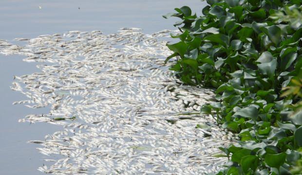 Balıkçılar şaştı kaldı! Asi Nehri’ndeki binlerce balık su yüzeyine vurdu