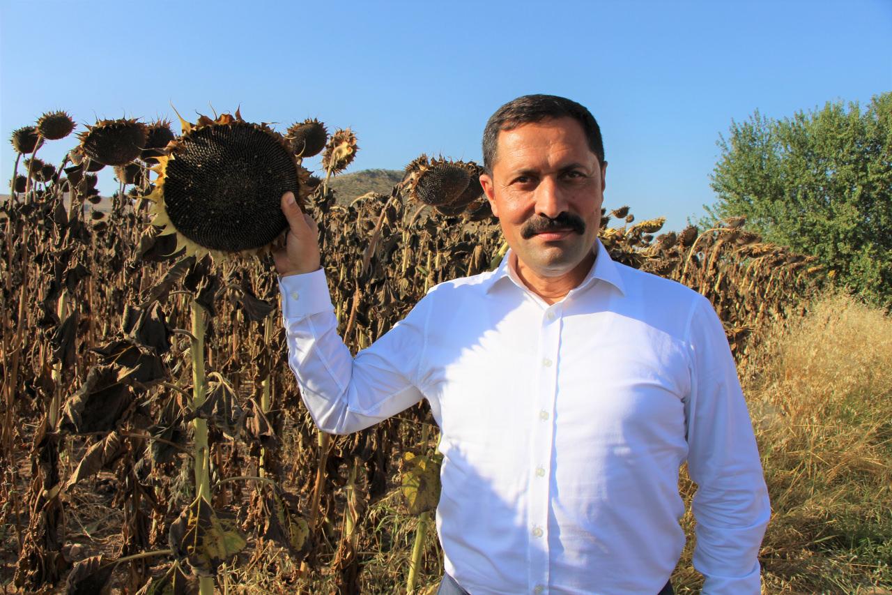 Amasya haberleri Geçen yılın en kurak şehriydi! Amasya'da ayçiçeği üretimi  2 kat arttı - 05 Eylül 2022