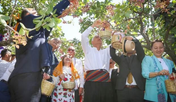 GastroAntep festivali, fıstık hasadı ve şire yapımıyla başladı