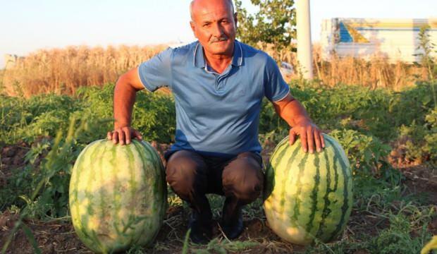 Batmanlı çiftçi 53 kiloluk karpuzuyla Diyarbakır’a rakip oldu