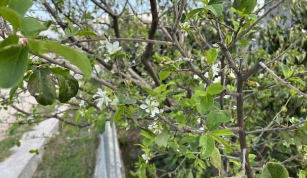 Çanakkale'de ikinci kez çiçek açan erik ağacı şaşırttı
