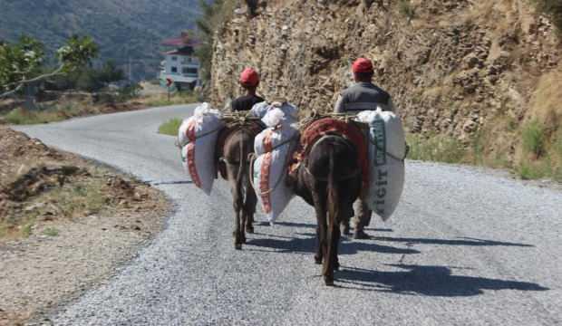 Günlüğü 500 TL! Aydın'ın sarp arazilerinde çiftçilerin imdadına yük hayvanları koşuyor