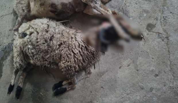 Sinop’ta sokak köpeği dehşeti! Korkup kaçan kadının kolu kırıldı, 4 koyun da telef oldu