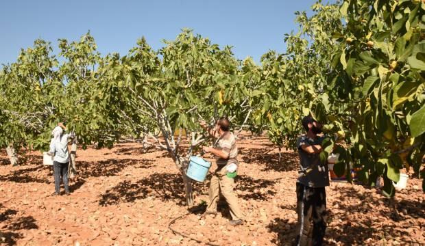 Aydın inciri rekora koşuyor! Yıl sonu hedefi 300 milyon dolar