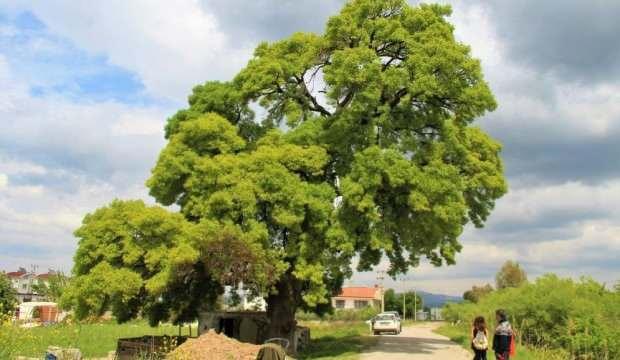 Aydın'da 208 yıllık ağaç için seferber oldular