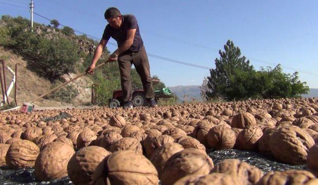 Halk arasında 'kabuğuna sığmayan lezzet' olarak bilinen cevizin hasadına başlandı