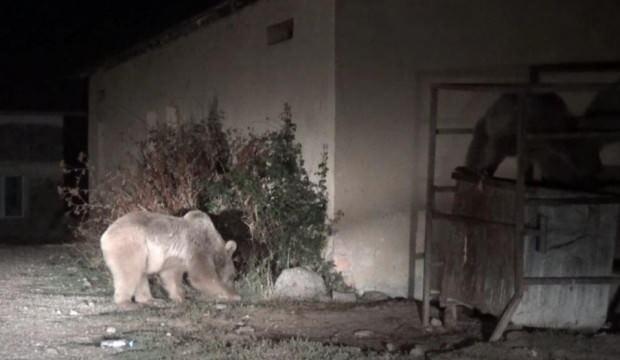 Tunceli'de aç kalan boz ayılar mezbahaneyi mesken tuttu
