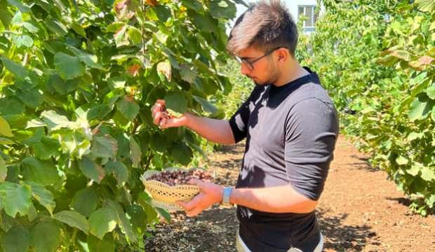 Güneydoğu Anadolu’da bir ilk! 19 yaşındaki genç Mardin'de fındık üretmeye başladı