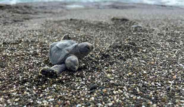 Hatay'da bulunan çift başlı deniz kaplumbağası şaşkına çevirdi