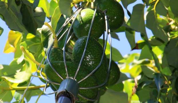 Mersin’de hırsızların gözdesi olan avokado hasadına başlandı
