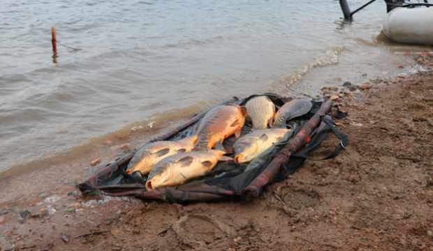 Bolu’da ürküten görüntü: Kiloluk sazan balıkları kıyıya vurdu