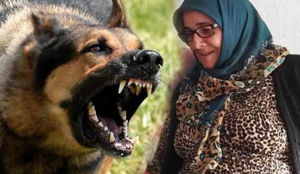 Karaman'da sokak köpeği dehşeti: Bir kadının boğazını parçalayıp öldürdü