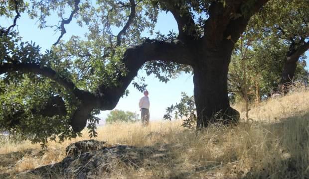 Mezarlıktaki asırlık ağaçlar koruma altına alınmayı bekliyor
