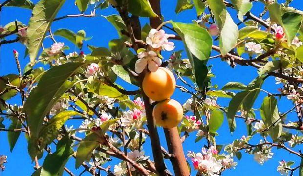 Sivas’ta kış gelirken açan elma ağaçları profesörleri bile şaşırttı: Anormal bir durum
