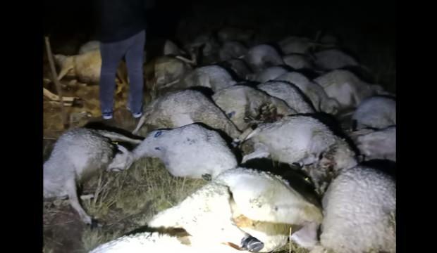 Sivas’ta meraya yıldırım düştü, 40 koyun telef oldu