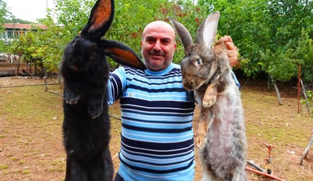 Tokat’taki devasa tavşanları görenler şaştı kaldı